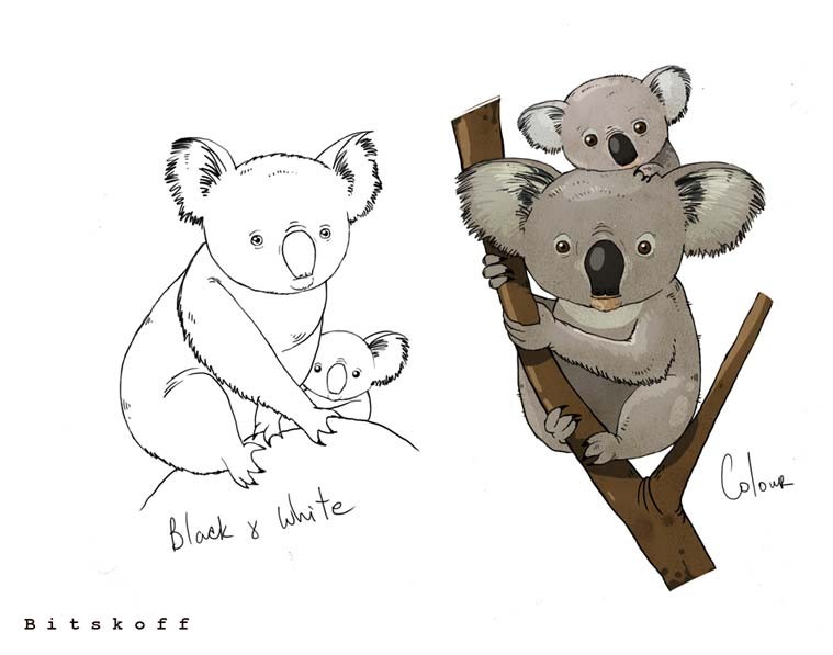 Koalas Illustration